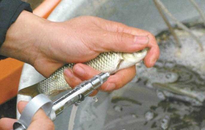 如何預防白龍魚生病？