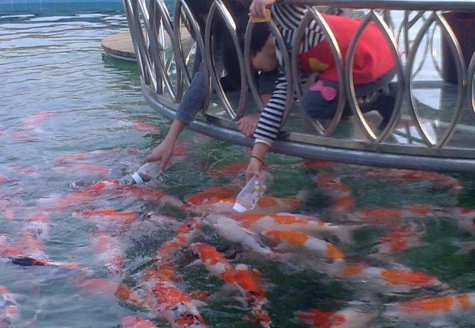 觀賞魚養(yǎng)殖公司簡介（觀賞魚養(yǎng)殖公司的簡介）