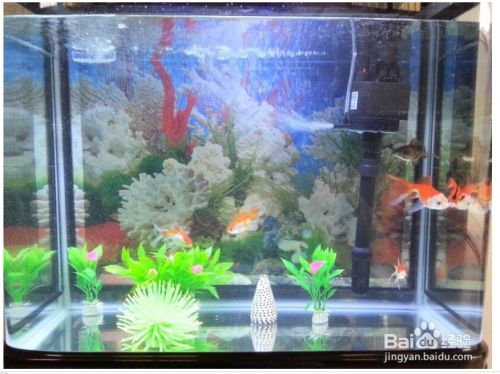 <strong><mark>泰安</mark></strong>魚缸清洗公司電話多少啊（<strong><mark>泰安</mark></strong>魚缸廠）（a金龍魚缸漁具地址：<strong><mark>泰安</mark></strong>市b博雅魚缸漁具地址）