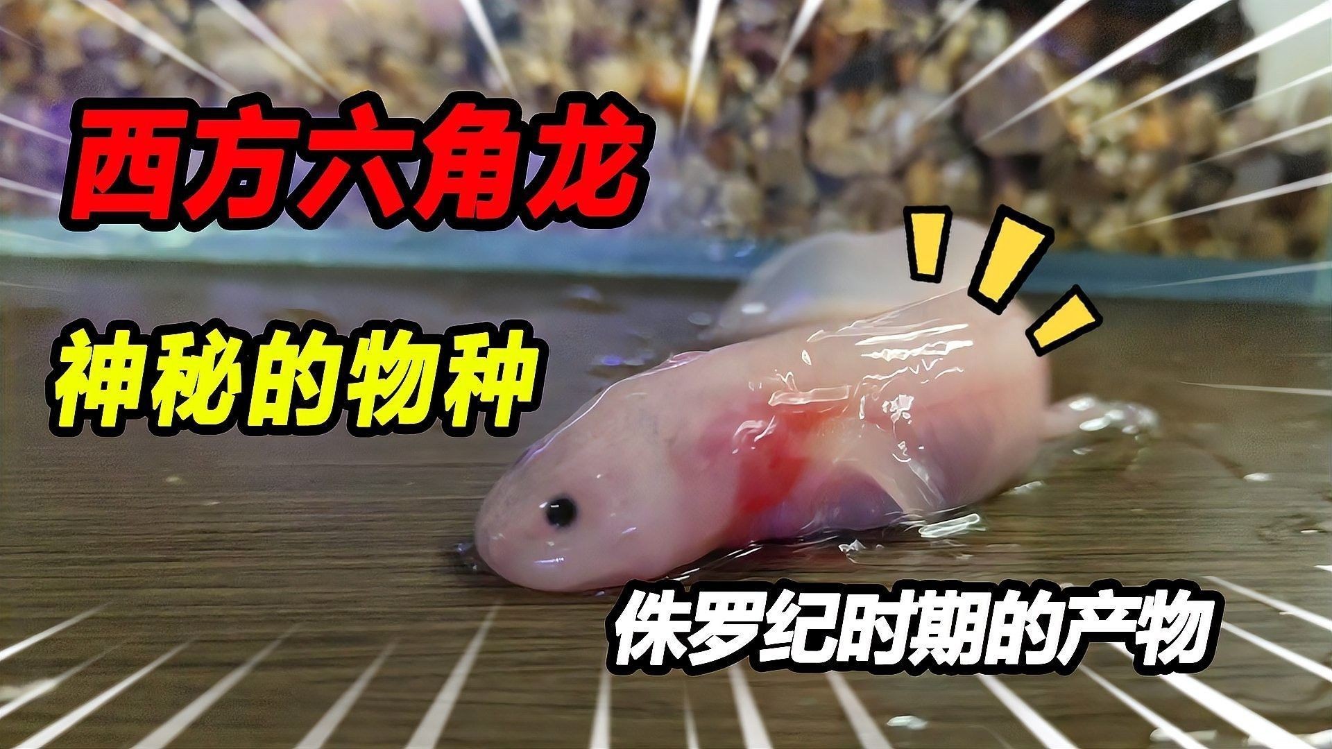 如何給小恐龍魚消毒食物（如何給小恐龍魚消毒食物保持健康和幸福和幸福）