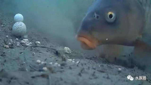 換水后金龍魚多久會排便？（金龍魚在換水后多久會排便取決于多種因素）