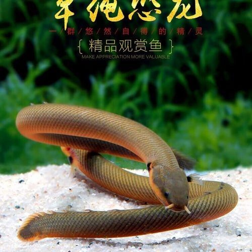 如何保持虎紋恐龍魚的水溫穩定（保持虎紋恐龍魚水溫穩定的方法） 如何保持虎紋恐龍魚的水溫穩定（保持虎紋恐龍魚水溫穩定的方法） 龍魚百科 第2張