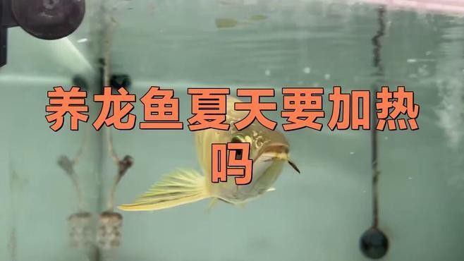 如何保持虎紋恐龍魚的水溫穩定（保持虎紋恐龍魚水溫穩定的方法） 如何保持虎紋恐龍魚的水溫穩定（保持虎紋恐龍魚水溫穩定的方法） 龍魚百科 第9張
