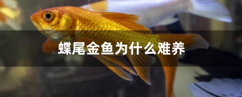蝶尾金魚為什么難養（蝶尾金魚的飼養方式）