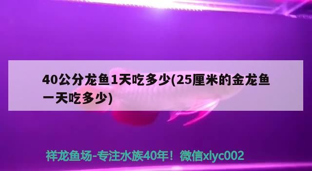 40公分龍魚1天吃多少(25厘米的金龍魚一天吃多少)