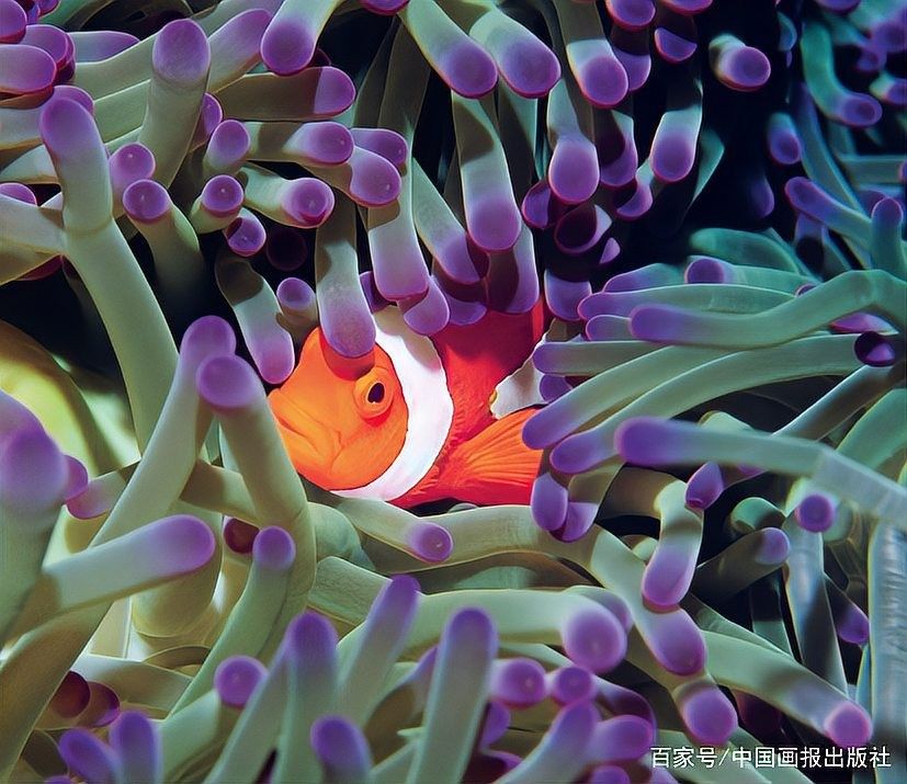 深海龍魚有哪些防御機制？（海洋里的“求生保衛戰”） 深海龍魚有哪些防御機制？（海洋里的“求生保衛戰”） 龍魚百科 第4張