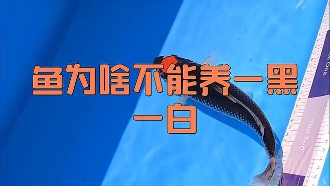混養(yǎng)環(huán)境中需要哪些躲避裝飾？ 混養(yǎng)環(huán)境中需要哪些躲避裝飾？ 龍魚百科 第8張