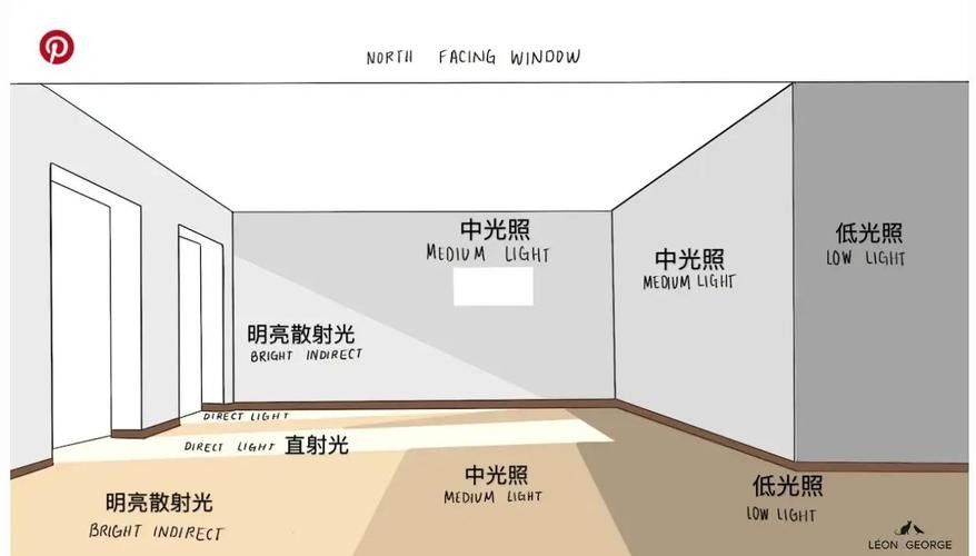 混養(yǎng)環(huán)境中需要哪些躲避裝飾？ 混養(yǎng)環(huán)境中需要哪些躲避裝飾？ 龍魚百科 第4張