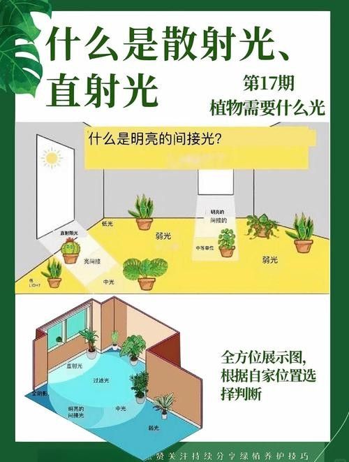 混養(yǎng)環(huán)境中需要哪些躲避裝飾？ 混養(yǎng)環(huán)境中需要哪些躲避裝飾？ 龍魚百科 第2張