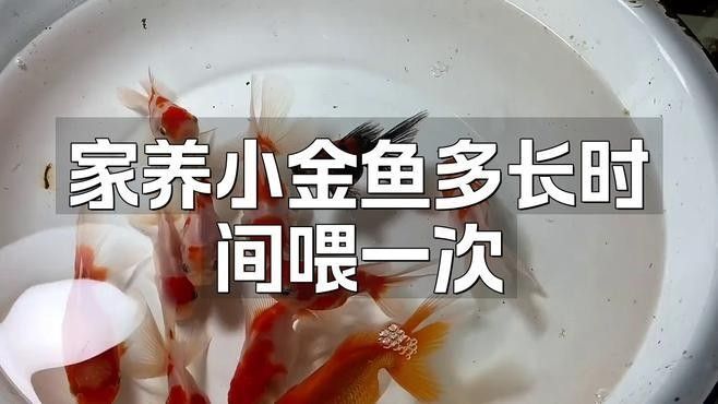 黑龍睛金魚多久喂一次食物（黑龍睛金魚每天喂食一到兩次，喂食頻率與年齡綜合調整） 黑龍睛金魚多久喂一次食物（黑龍睛金魚每天喂食一到兩次，喂食頻率與年齡綜合調整） 龍魚百科 第2張