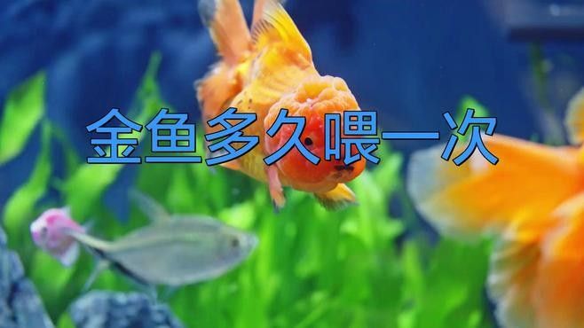 黑龍睛金魚多久喂一次食物（黑龍睛金魚每天喂食一到兩次，喂食頻率與年齡綜合調整） 黑龍睛金魚多久喂一次食物（黑龍睛金魚每天喂食一到兩次，喂食頻率與年齡綜合調整） 龍魚百科 第3張