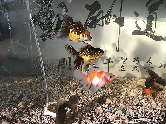 黑龍睛金魚多久喂一次食物（黑龍睛金魚每天喂食一到兩次，喂食頻率與年齡綜合調整） 黑龍睛金魚多久喂一次食物（黑龍睛金魚每天喂食一到兩次，喂食頻率與年齡綜合調整） 龍魚百科 第11張