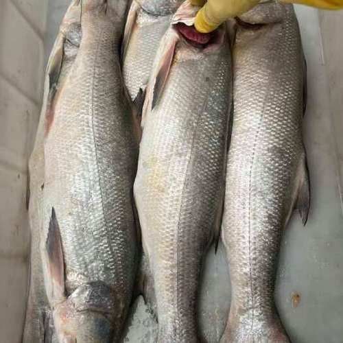 馬古龍魚有哪些品種（馬古龍魚最常見的幾個品種，漁民老哥帶來小伙撞見全收了小范愛鄉村）