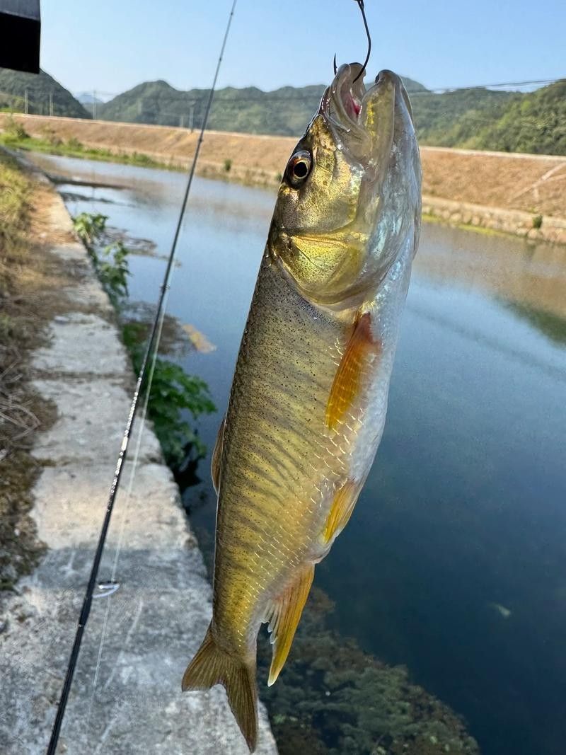 馬古龍魚有哪些品種（馬古龍魚最常見的幾個品種，漁民老哥帶來小伙撞見全收了小范愛鄉村）
