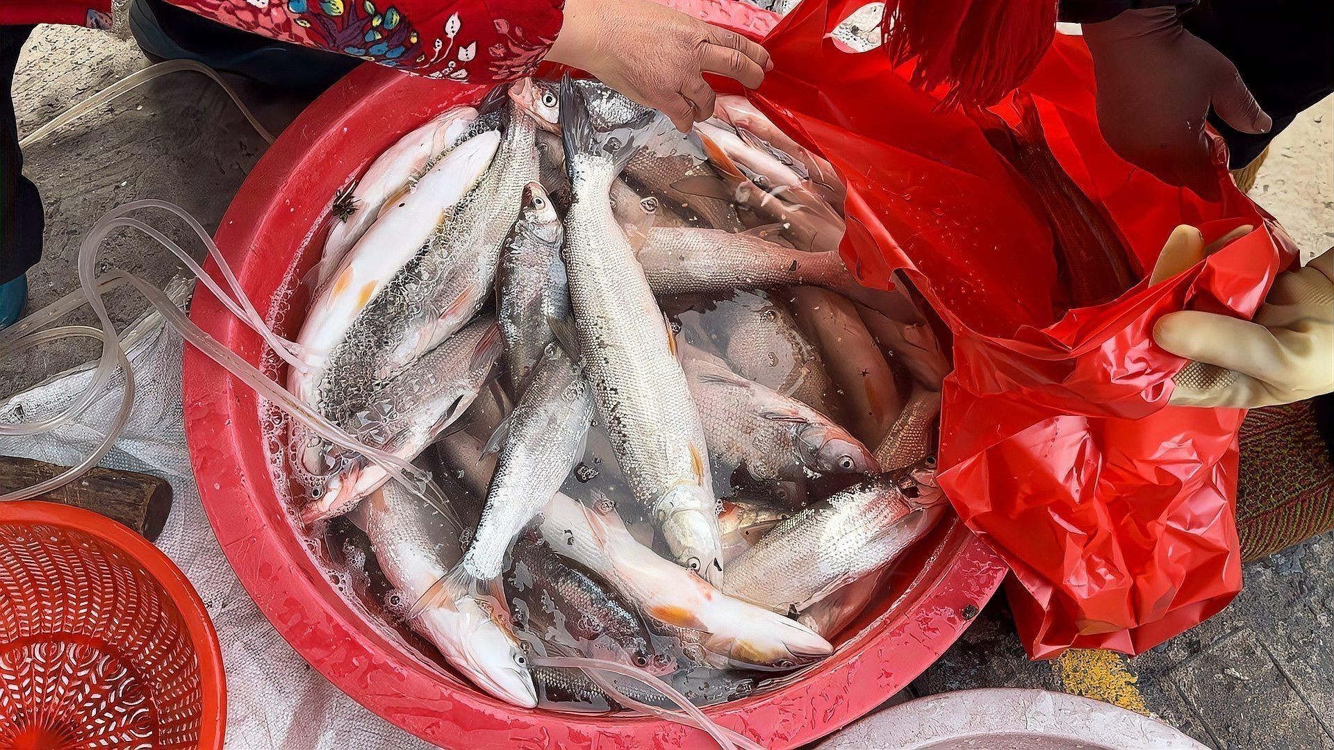 馬古龍魚有哪些品種（馬古龍魚最常見的幾個品種，漁民老哥帶來小伙撞見全收了小范愛鄉村）