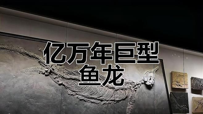 龍魚化石有哪些種類（億萬年前巨大魚龍化石震撼來襲魚龍微信公眾平臺發現）