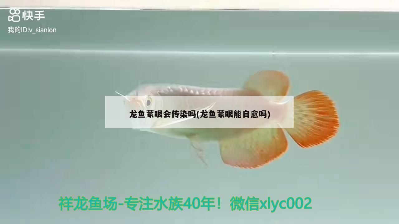 龍魚(yú)蒙眼會(huì)傳染嗎(龍魚(yú)蒙眼能自愈嗎)