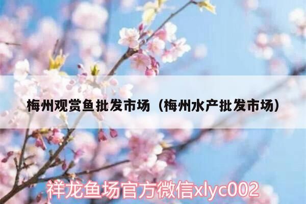 梅州觀賞魚批發市場（梅州水產批發市場）