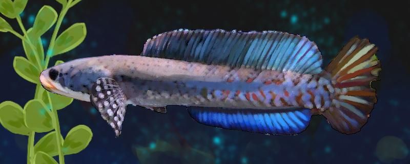 幻紅雷龍魚水溫多少合適（幻彩紅寶石雷龍魚最適合生長的水溫是多少？）