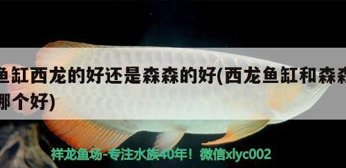 魚缸西龍的好還是森森的好(西龍魚缸和森森哪個(gè)好)（揭秘漢霸和森森魚缸哪個(gè)好，魚缸西龍好還是森森的好）