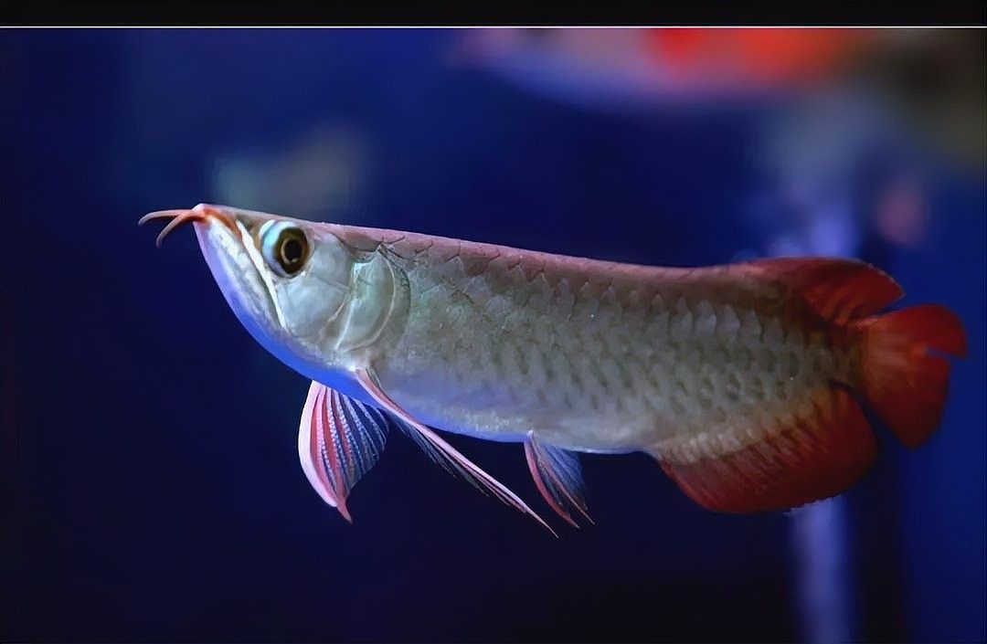 龍魚溶鱗初期如何處理（龍魚溶鱗初期處理方法） 龍魚溶鱗初期如何處理（龍魚溶鱗初期處理方法） 龍魚百科 第8張