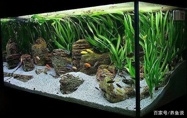 生化過濾中的硝化細菌如何培養