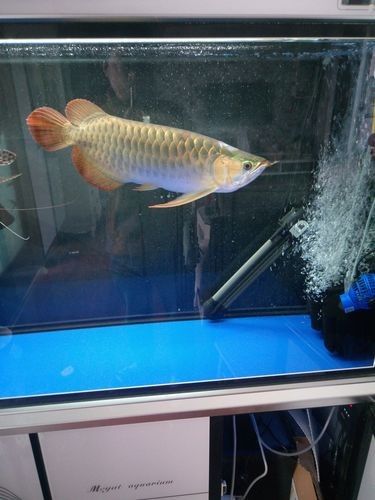 陽高哪個水族館龍魚好？祥龍魚場龍魚（廣州祥龍魚場聽，祥龍魚場有哪些品種的龍魚？）