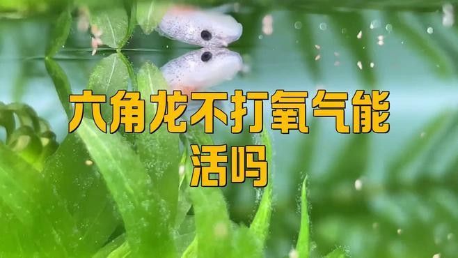 六角龍魚不打氧會死嗎？（六角龍不打氧會死嗎）
