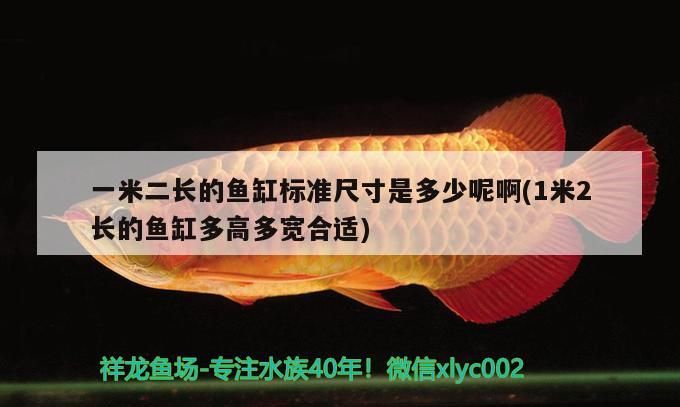 觀賞魚 一米二長的魚缸標準尺寸是多少呢啊(1米2長的魚缸多高多寬合適) 觀賞魚百科 一米二長的魚缸標準尺寸是多少呢啊(1米2長的魚缸多高多寬合適) 一米二長的魚缸標準尺寸是多少呢啊(1米2長的魚缸多高多寬合適) 觀賞魚百科