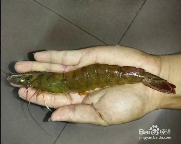 如何制作牛心漢堡？（jl牛心漢堡的制作要點,牛心漢堡的做法百度經驗）