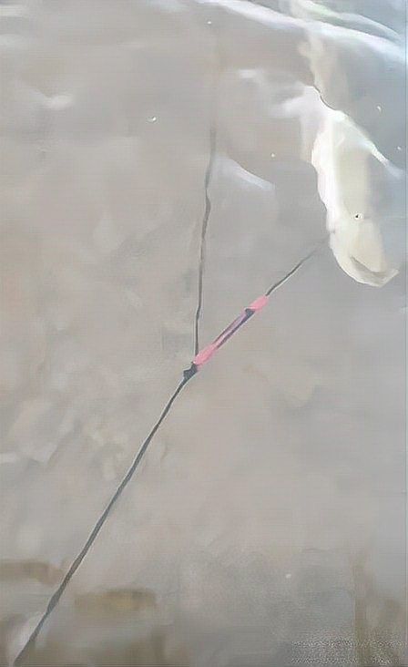 哪種土龍魚最名貴（安徽男子釣到一條“土龍”多人高價想買民生百事通老陳世界最貴） 哪種土龍魚最名貴（安徽男子釣到一條“土龍”多人高價想買民生百事通老陳世界最貴） 龍魚百科 第4張
