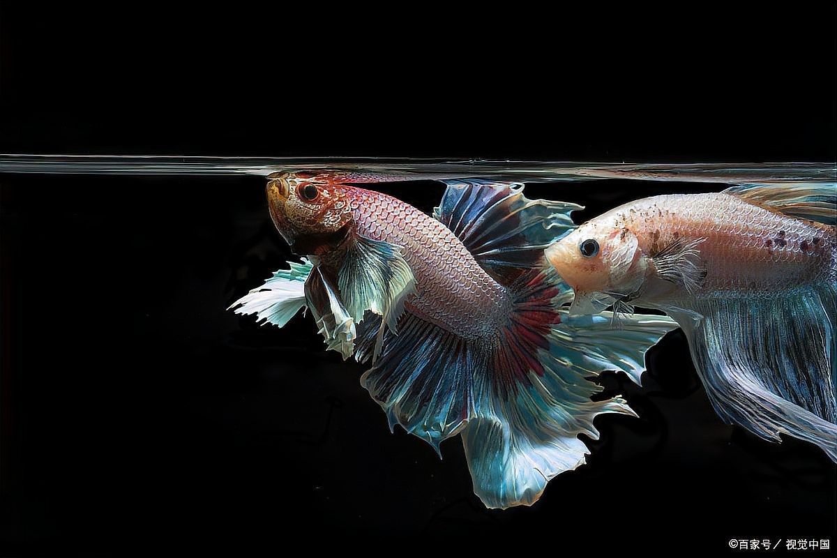 蝴蝶鯉和哪些魚混養比較合適