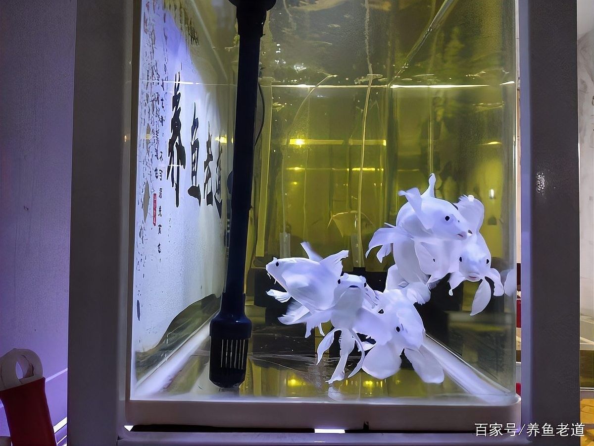 蝴蝶鯉和哪些魚混養比較合適
