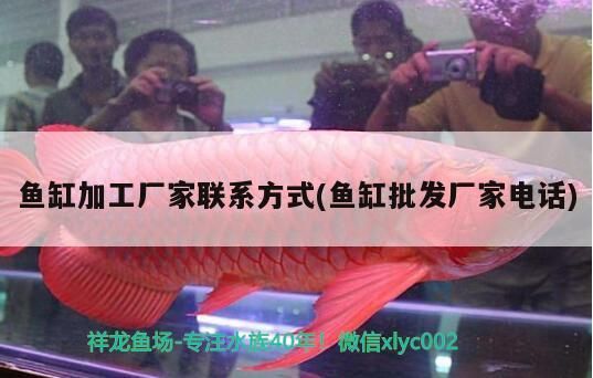 我的虎魚真菌感染了要怎么處理 魚缸加工廠家聯(lián)系方式(魚缸批發(fā)廠家電話) 觀賞魚百科 魚缸加工廠家聯(lián)系方式(魚缸批發(fā)廠家電話) 魚缸加工廠家聯(lián)系方式(魚缸批發(fā)廠家電話) 觀賞魚百科