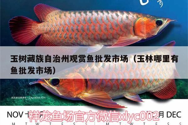 玉樹(shù)藏族自治州觀賞魚(yú)批發(fā)市場(chǎng)（<strong><mark>玉林</mark></strong>哪里有魚(yú)批發(fā)市場(chǎng)）