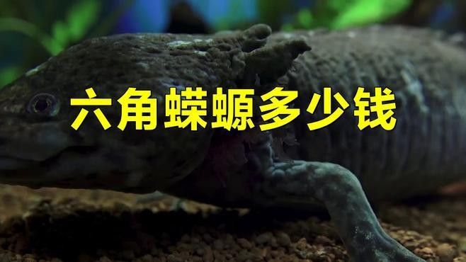 哪些顏色的六角恐龍魚價格最高？（六角恐龍魚價格差異顯著六角恐龍魚價格差異顯著）