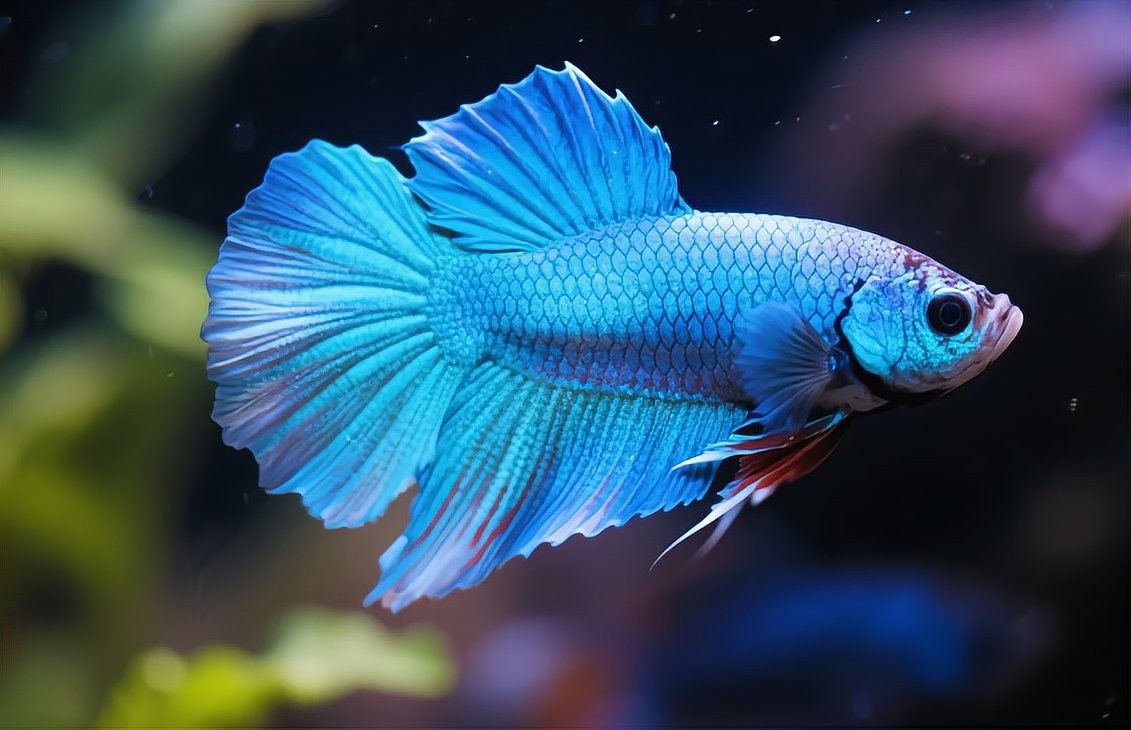 哪些顏色的六角恐龍魚價格最高？（六角恐龍魚價格差異顯著六角恐龍魚價格差異顯著）