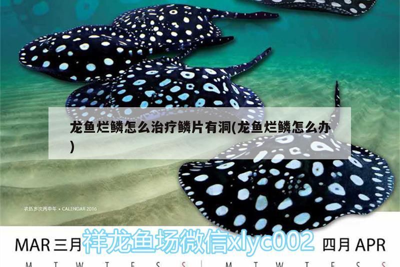 龍魚爛鱗怎么治療鱗片有洞(龍魚爛鱗怎么辦)