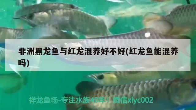 非洲黑龍魚與紅龍混養好不好(紅龍魚能混養嗎)