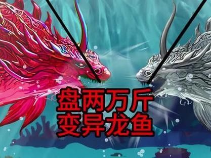 給我一張布奇美拉龍魚的圖片