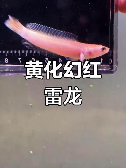 給我一張布奇美拉龍魚的圖片