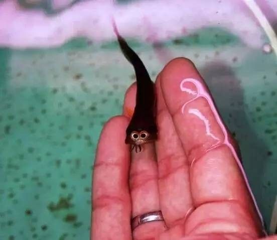 給我一張布奇美拉龍魚的圖片