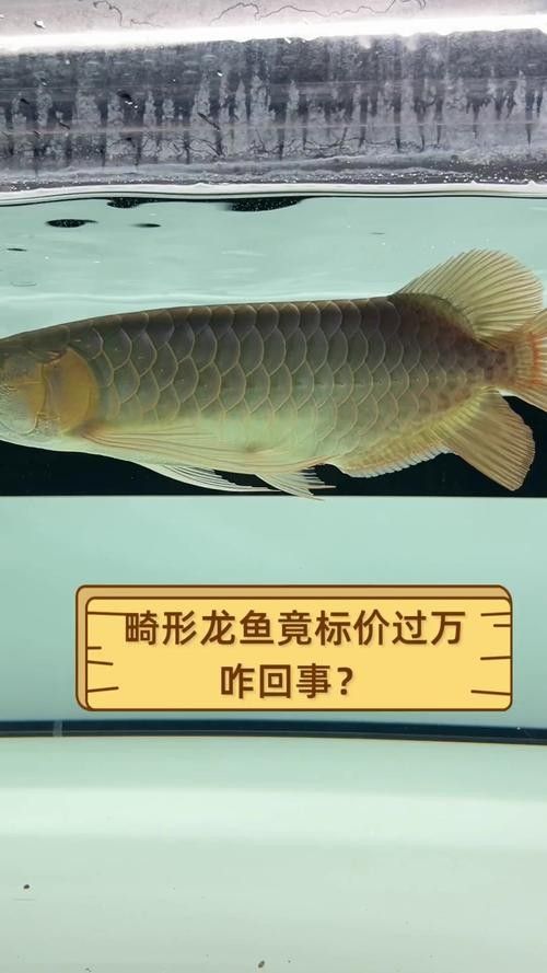 給我一張布奇美拉龍魚的圖片
