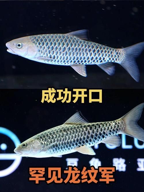 給我一張布奇美拉龍魚的圖片