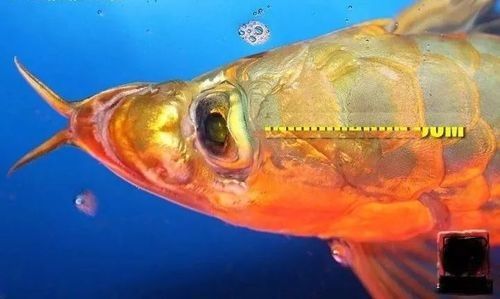 給我一張布奇美拉龍魚的圖片