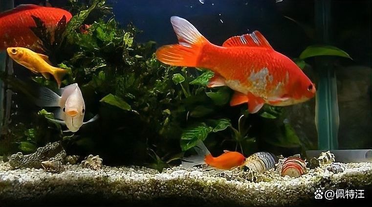 龍魚缸小夜燈的最佳開啟時間 龍魚缸小夜燈的最佳開啟時間 龍魚百科 第3張