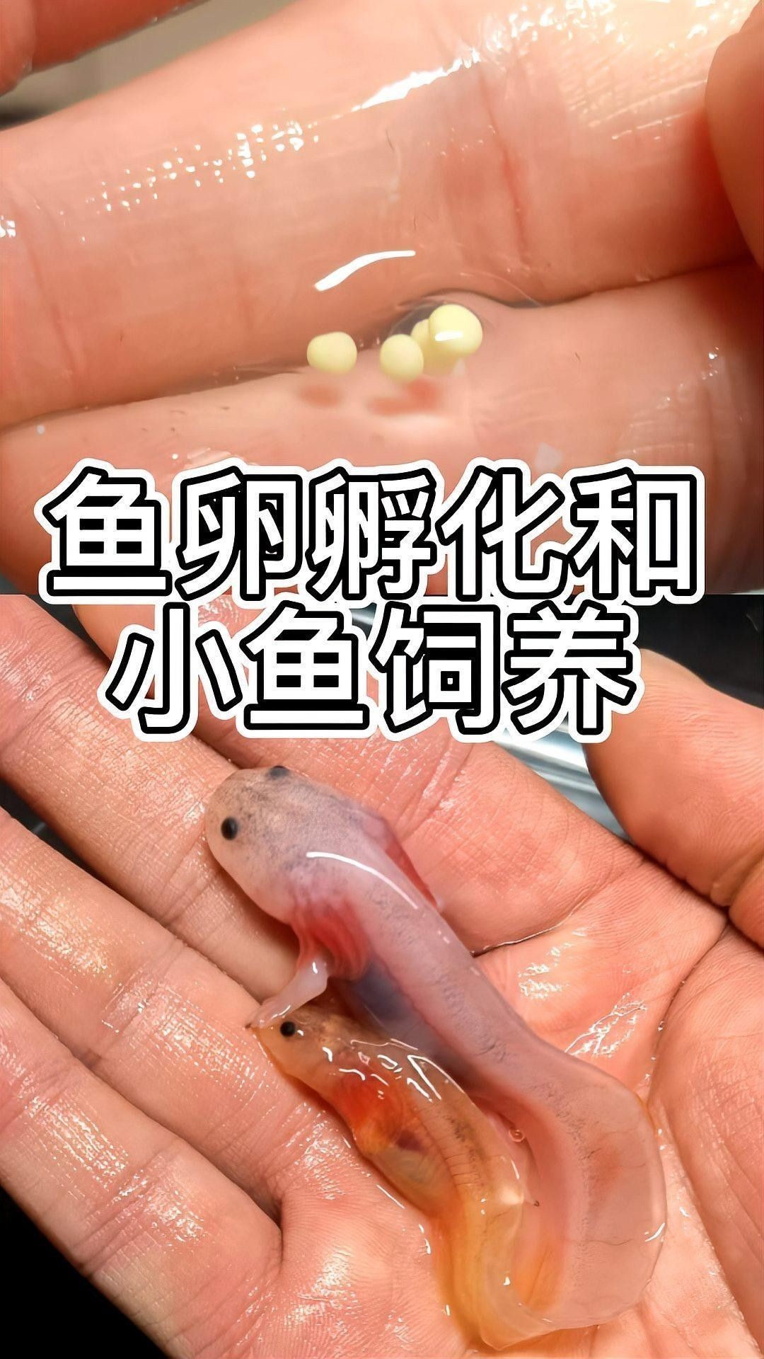 六角龍魚(yú)繁殖后如何護(hù)理？（六角龍魚(yú)繁殖后的護(hù)理）