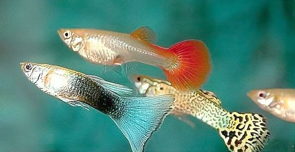 六角龍魚(yú)繁殖后如何護(hù)理？（六角龍魚(yú)繁殖后的護(hù)理）