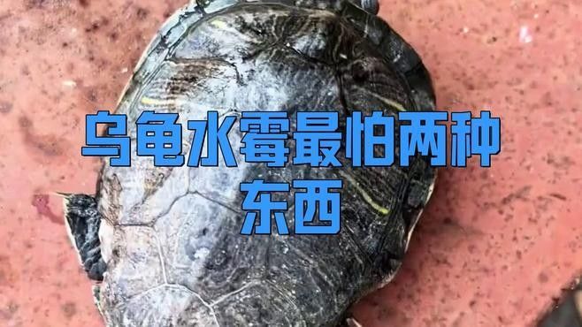 如何正確使用水霉病藥物