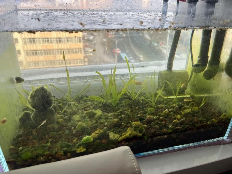 金龍魚魚缸材質哪種最好